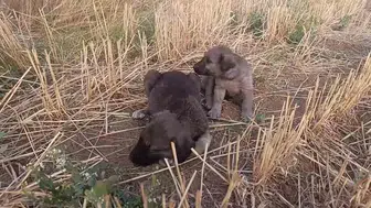 Şarkışla'daki yangın 5. gününde de etkisini sürdürüyor, yavru köpekler için hayatta kalma mücadelesi