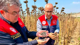 Tarsus'ta ayçiçeği rekoltesi bu yıl 4 bin 485 ton olarak öngörülüyor