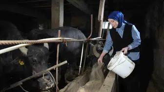 Manda yetiştiriciliğinde yeni bir başarı hikayesi: Şafak Eraslan'ın dönüşümü