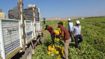 Malatya'da kavun hasadı bereketi sürüyor