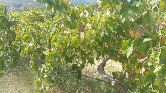 Bağdan 2 ton üzüm çalan hırsızlar üreticiyi zarara uğrattı