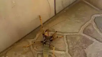 Dicle'de kedi, dev etçil çekirgeyle eğlenceli anlar yaşadı