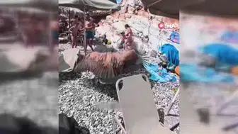 Girit’te akbabalar insanların yanında yiyecek arıyor