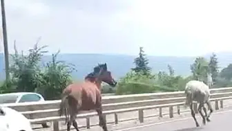 İnegöl'de başıboş atlar trafikte tehlikeli bir yarışa girdi