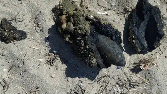 Çanakkale plajında savaştan kalma mühimmat bulundu