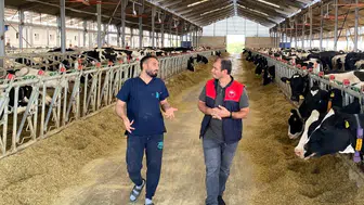 Pınarhisar'da nadir üçüz buzağı doğumu sevinci yaşandı