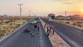 Eziyet dolu kurtarma operasyonunda yaralı at barınağa götürüldü