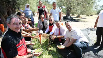 Dikili'de zeytin hasadı coşkuyla başladı