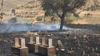 Siirt'te orman yangınları hızla kontrol altına alınıyor