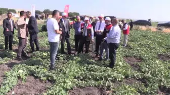 Balıkesir'de ata tohumu ile yetiştirilen beyaz kavun hasadı sürüyor