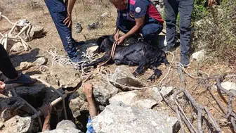 Hatay'da su kuyusuna düşen keçi itfaiye ekiplerinin yardımıyla kurtarıldı