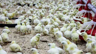 Bilecik'teki kanatlı hayvan sayısı 11,5 milyonu aştı