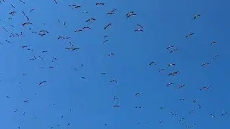 Leyleklerin göçü Tekirdağ'da görsel şölen oluşturdu