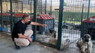 Çiftlikköy Belediyesi, sokak hayvanlarına destek olmak için yoğun bir çaba içinde