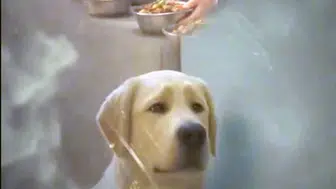 Talas Pati Evi'ne dönüş hikayesi: Kaçan köpekler geri döndü