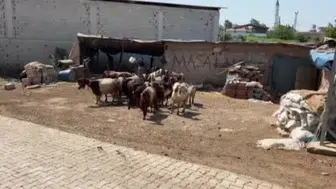 Hayvancılığa adım atan 16 yaşındaki Esma, ailesine büyük destek sağlıyor