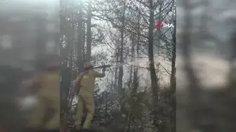Yangın bölgesinde toprağa gömülmeye çalışan kaplumbağa kurtarıldı