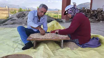 Adana'da nohut hasadı başladı: Bereketli sezon sürprizle karşılandı