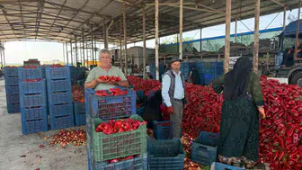 Kapya biber üreticileri fiyat oyunu nedeniyle zor durumda