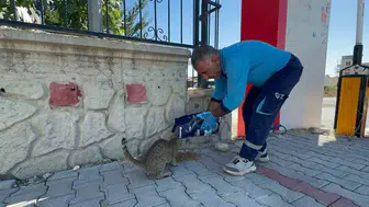 Adıyaman Belediyesi sokak hayvanları için mama ve su desteği sağlıyor