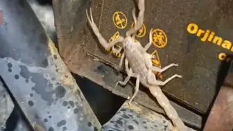 Malatya'da motosiklet motorundan çıkan akrep tamir ustasını şaşırttı