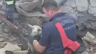 Sındırgı'da göçükte kalan koyunlar itfaiye ekipleri tarafından kurtarıldı