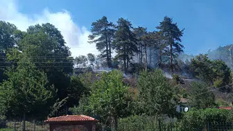 Sinop'taki orman yangınıyla ilgili bir kişi tutuklandı
