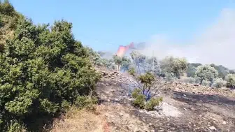 Aydın'ın çine ilçesinde zirai alanda yangın söndürme çalışmaları devam ediyor