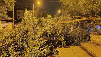 Beyşehir’de devrilen ağaç, caddeyi ulaşıma kapattı