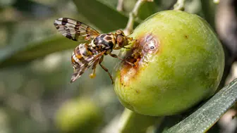 Erdek’te zeytin üreticileri zeytin sineği tehdidi ile karşı karşıya