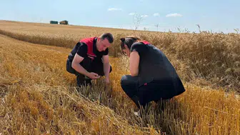 Aydıntepe'de hububat hasadı başladı: Biçerdöver kontrolleri yapıldı