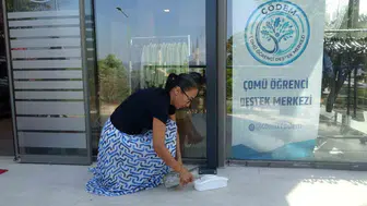 Çanakkale'de üniversite kampüsünde tilki sürprizi yaşandı