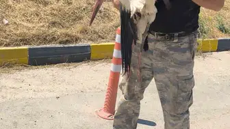 Yaralı leylek 4 gündür yardım bekliyor: Hayvanseverlerden çağrı