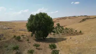 Kahramanmaraş'taki asırlık kavak, serinliğiyle ziyaretçileri ağırlıyor