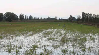 Iğdır tarlalarında leyleklerin avcılık serüveni görüntülendi