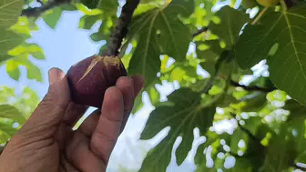 Kozan'da incir hasadı sezonu başladı: Talep artıyor ama rekolte düştü