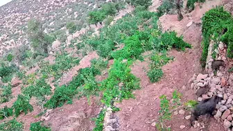 Gercüş'te çiftçilerin ürünlerine domuz sürüsü saldırısı