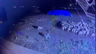 Kars'ta gece yarısı koyunlara yaklaşan kurt, kameraya böyle yansıdı