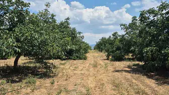 Beyşehir'de ceviz hasadı için gün sayılıyor