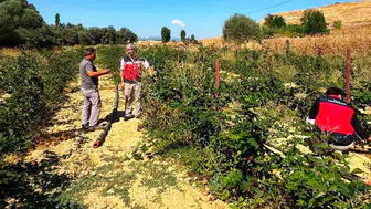Dumlupınar'da böğürtlen üretim alanları yerinde denetlendi