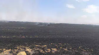 Eskişehir'de kuşun neden olduğu yangın itfaiye tarafından söndürüldü