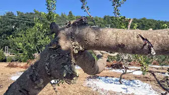 Muğla'da 11 yıl sonra ilk sakız hasadı başladı