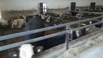 Elektrik işinde bir başarı: Kahramanmaraşlı çiftçi besi çiftliği kurdu