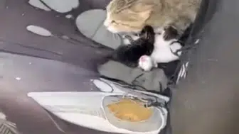 Mersin’de otomobilde doğum yapan kedi, dikkatleri üzerine çekti