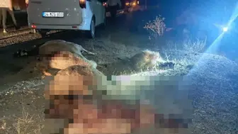Hakkari-Van kara yolunda meydana gelen kaza: Koyun sürüsüne çarpan otomobil büyük hasar aldı