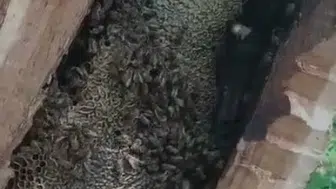 Bingöl'de ormanlık alanda bulunan ağaç kovuğundan doğal bal çıkarıldı