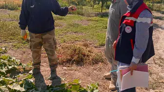Afyonkarahisar'da tarım ilacı kontrolleri turşuluk salatalık alanlarında sürüyor