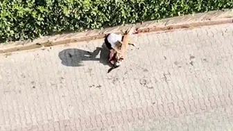 Pitbull saldırısı sonrası Adana'da sahibi 95 bin lira ceza aldı