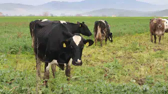 Aydın’da hayvan yetiştiricilerine kulak küpesi uyarısı