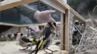 Adana'da kaçak saka kuşu avına dev ceza: Toplam 297 bin lira